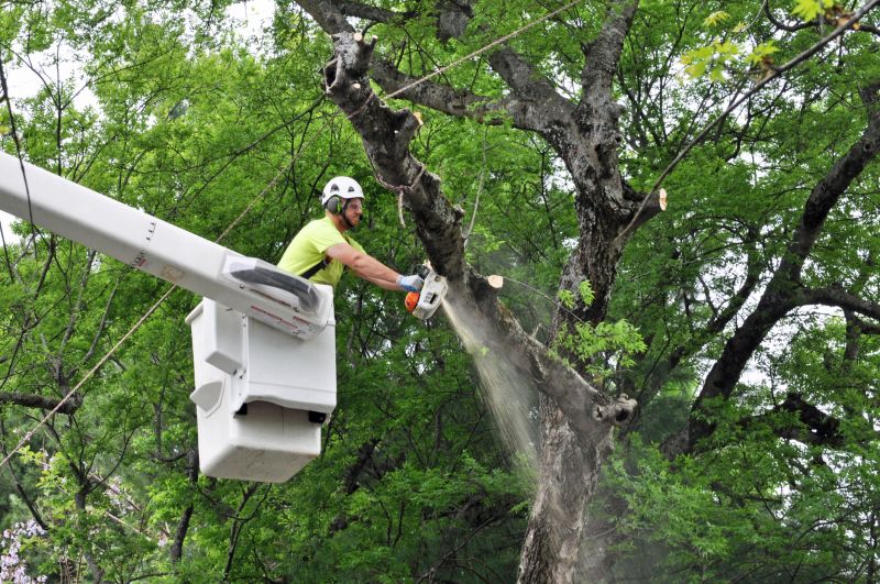 Birch Tree Removal in Reno, NV