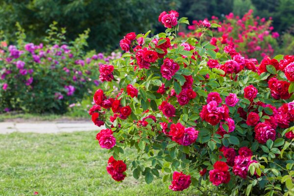 Shrub Care