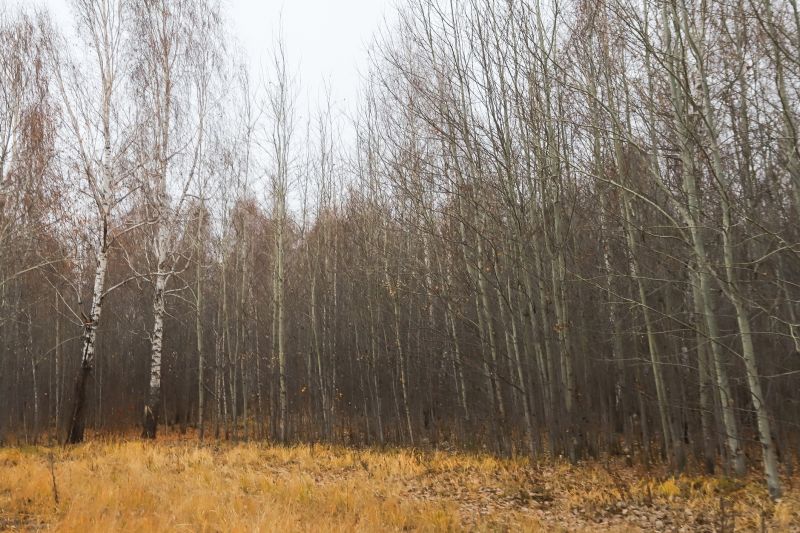 Birch Tree Removal in Doylestown, PA