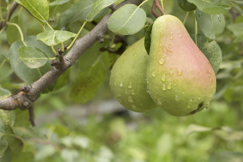 Bradford Pear Tree Pruning in San Jose, CA