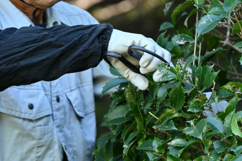 Bush Pruning in Aiken, SC