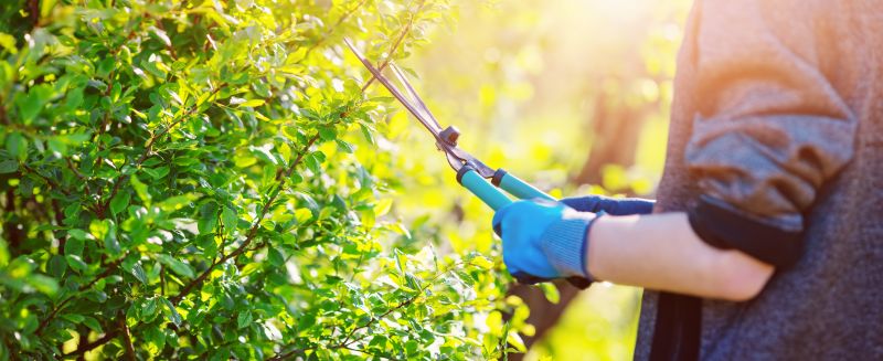 Commercial Shrub Trimming in Rockwall, TX