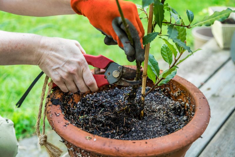 Crape Myrtle Pruning in Ventura County, CA