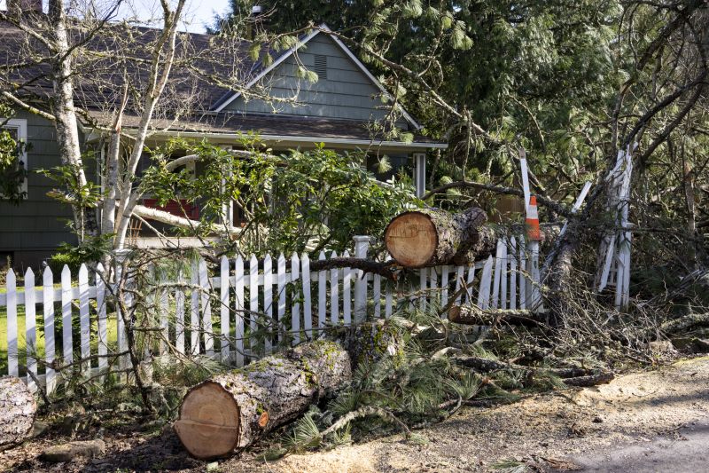 Dead Branch Removal in Allentown, PA