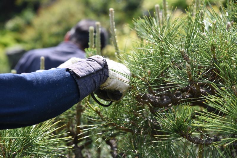 Magnolia Tree Pruning in San Jose, CA