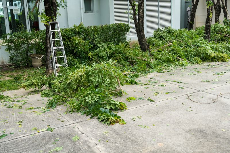 Mimosa Tree Removal in Allentown, PA