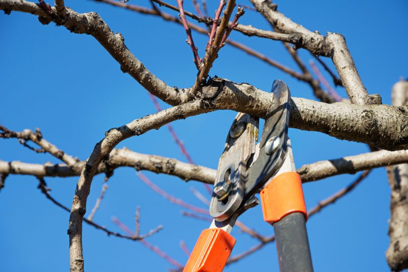 Orchard Tree Pruning in Pottstown, PA