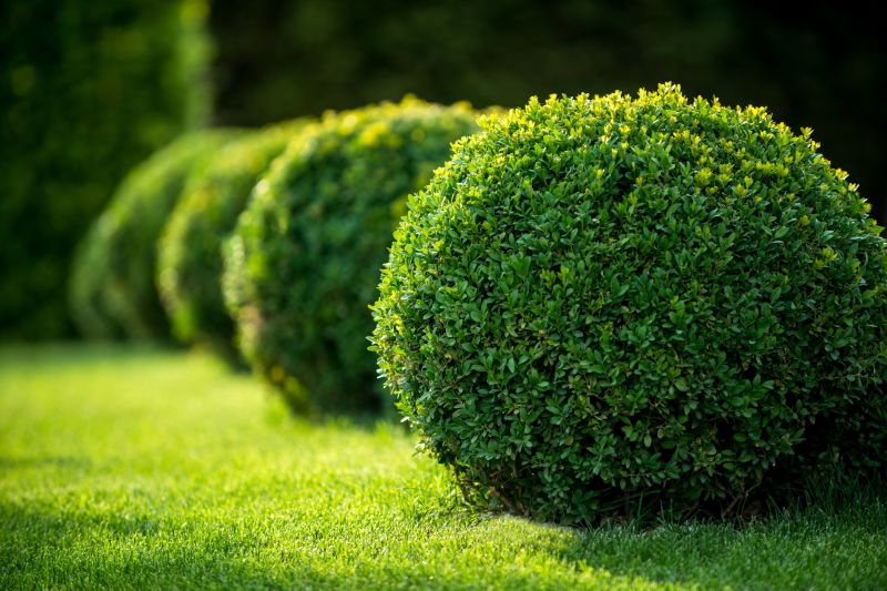 Shrubs with Clear Lines
