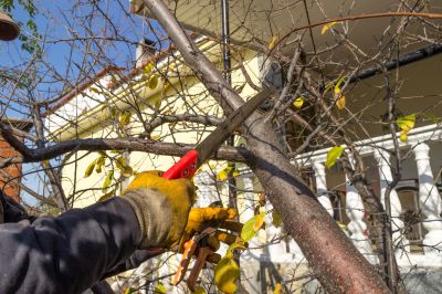 Tree Canopy Thinning in Allentown, PA